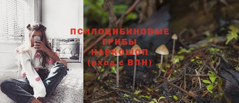 Псилоцибиновые грибы MAGIC MUSHROOMS Новомосковск